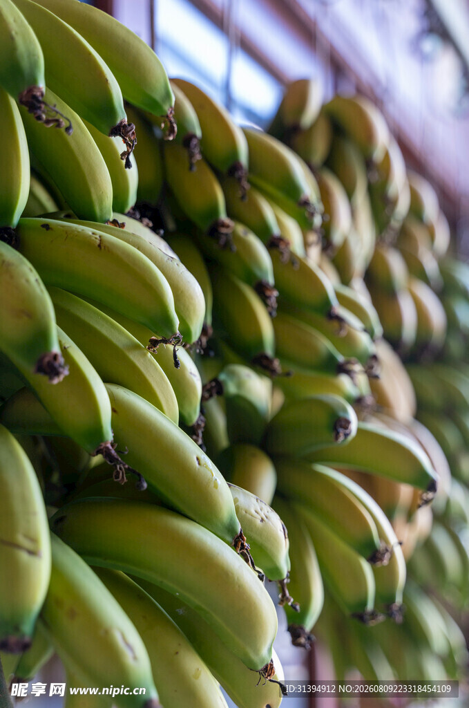 大量青香蕉整齐堆放