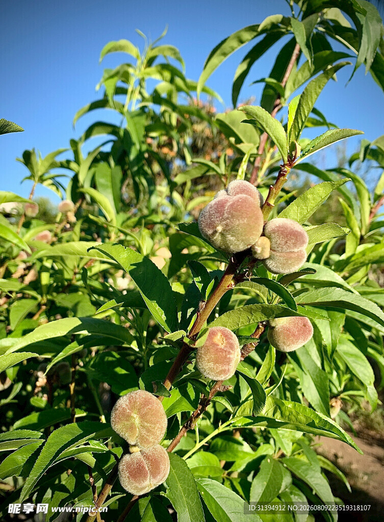 枝头饱满桃子生机盎然