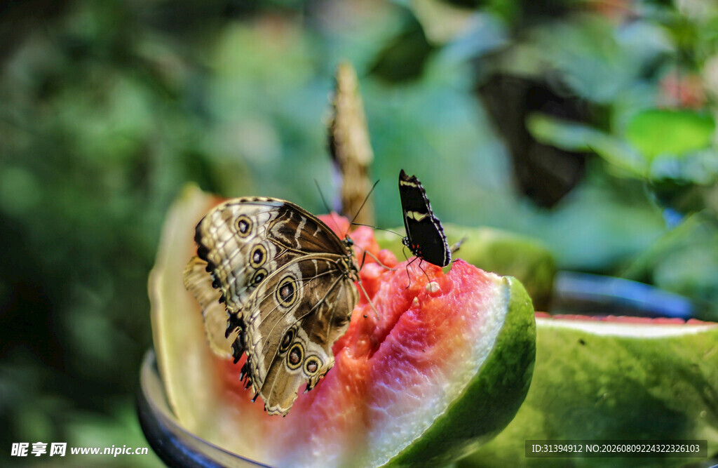 蝴蝶停留在西瓜上