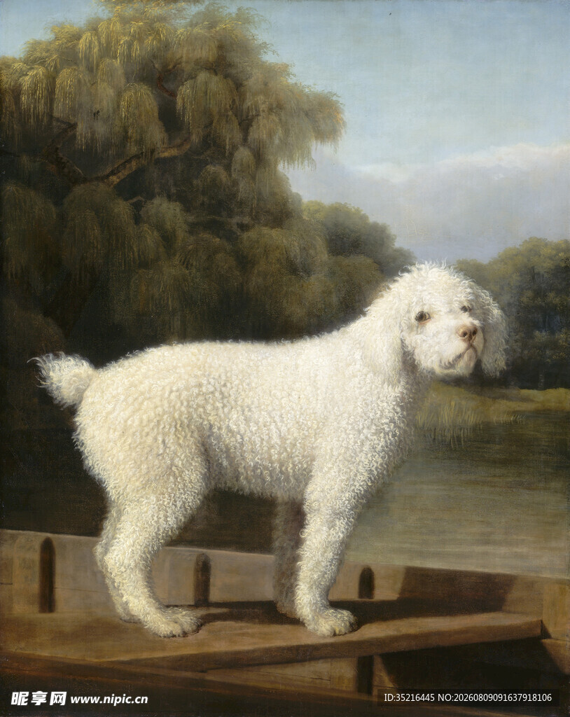 船上的白色贵宾犬