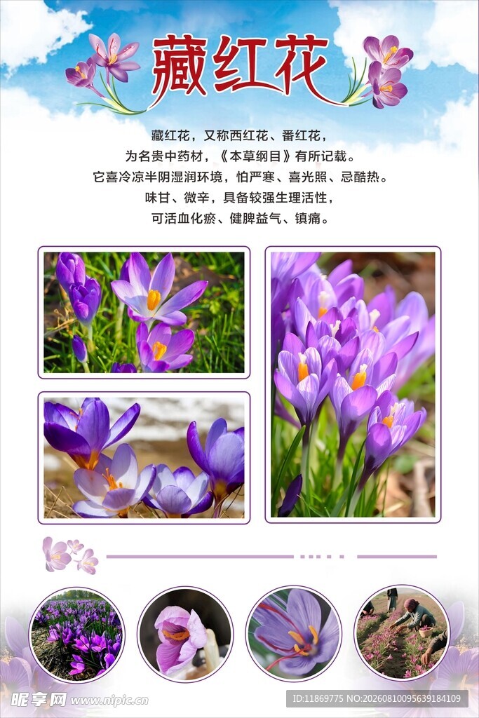 藏红花