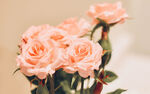 粉色玫瑰花