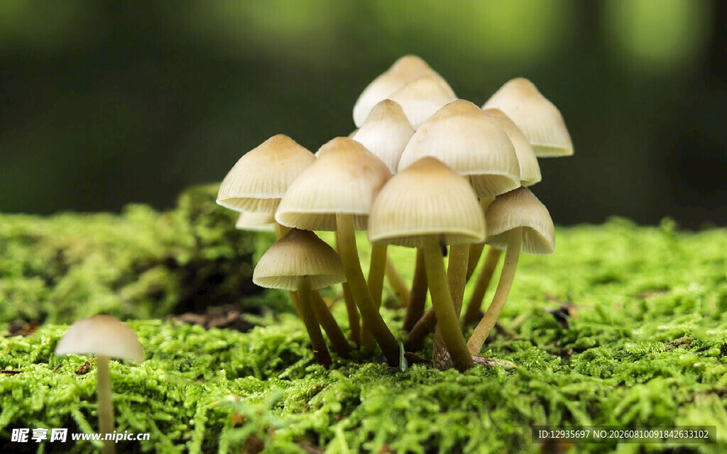 青苔上的簇生小蘑菇