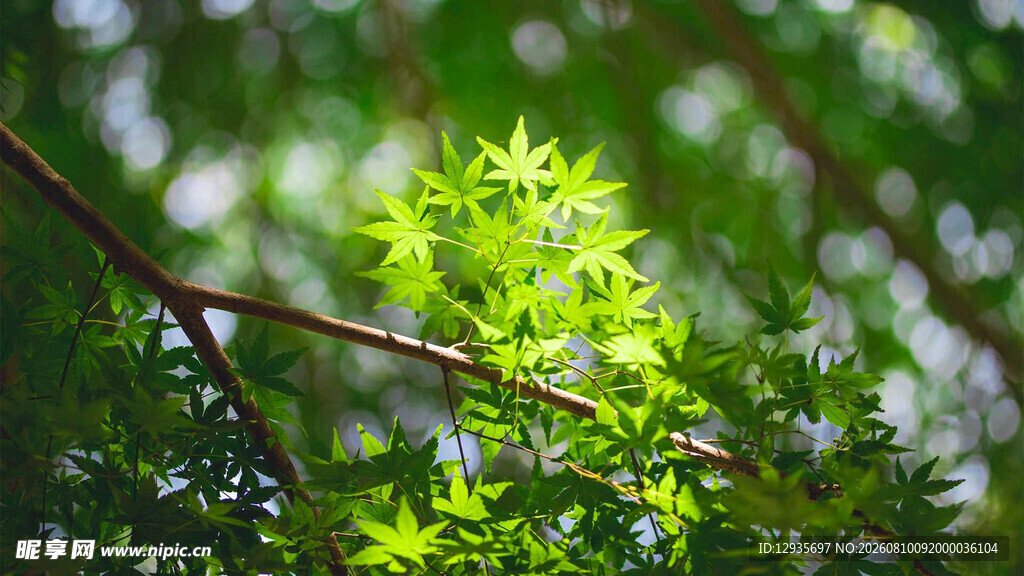 嫩绿枝叶在光影中摇曳