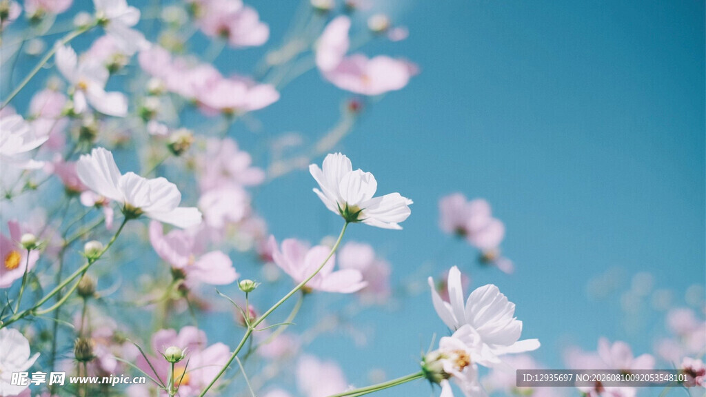 粉白秋英花簇