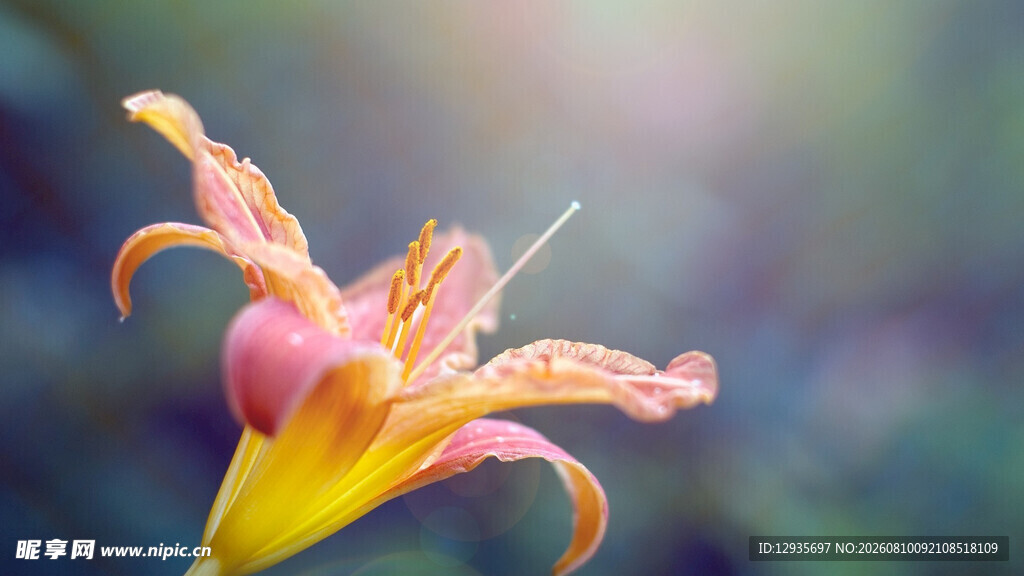 娇艳萱草花