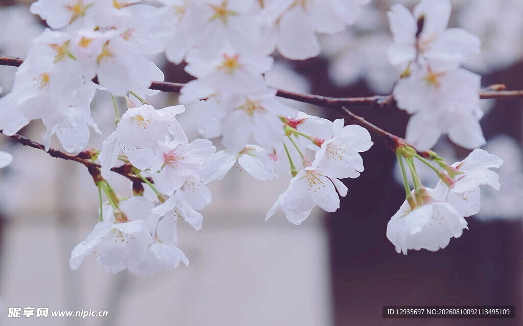 白色樱花