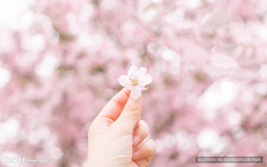 手拈樱花