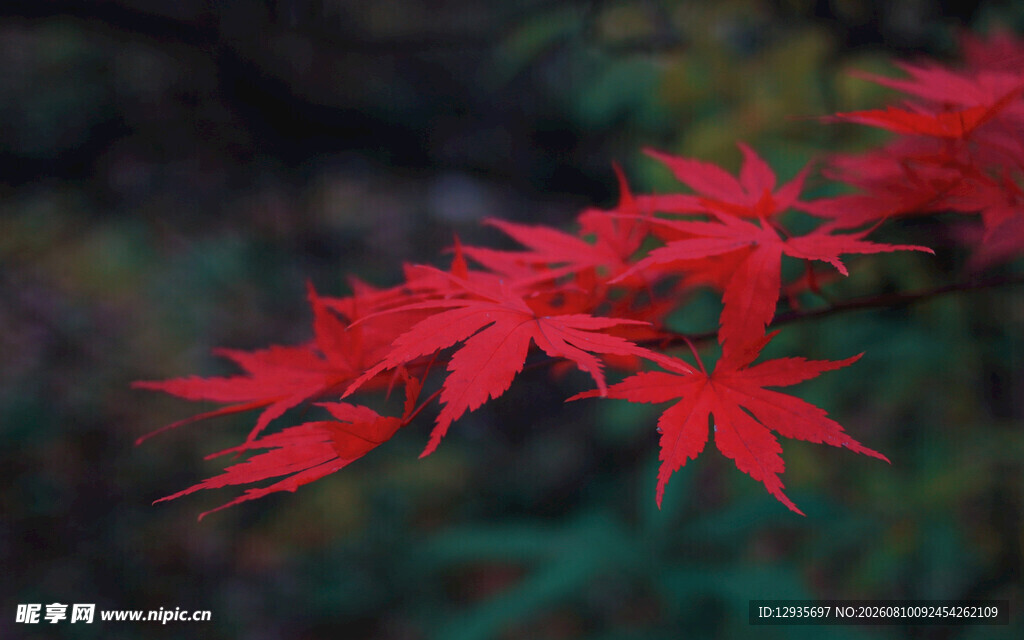 红枫叶特写