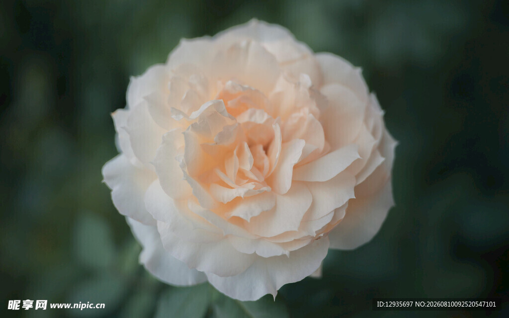 月季花