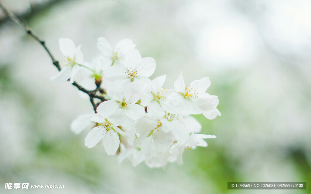 洁白樱花
