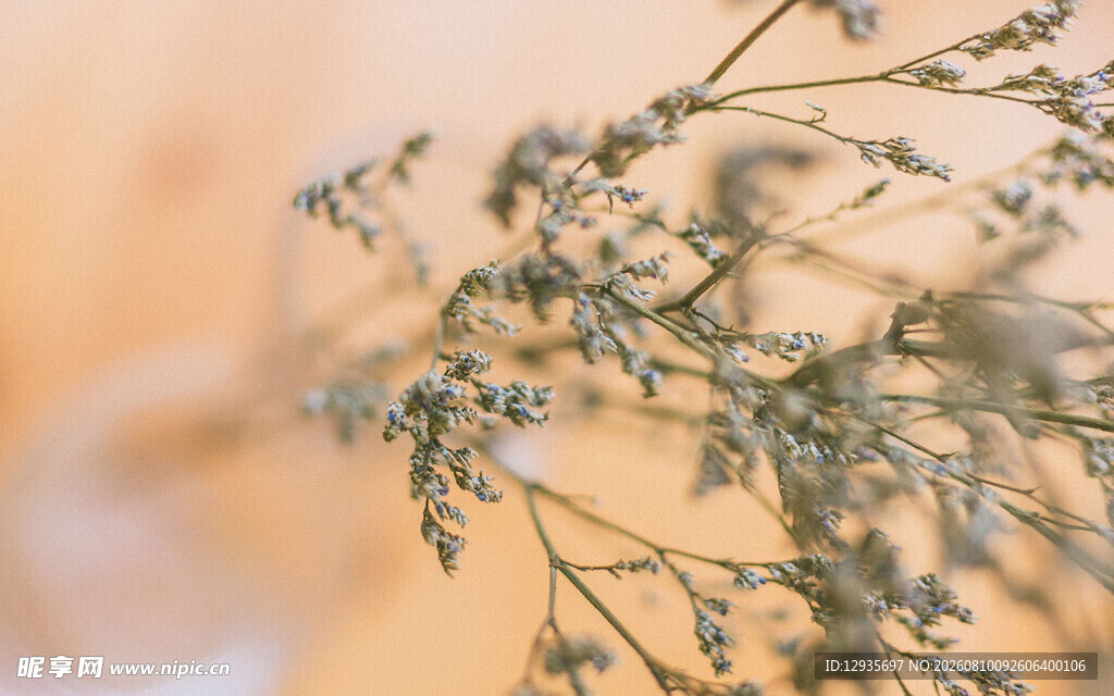 干花特写