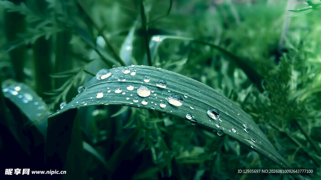 草叶上的晶莹水珠