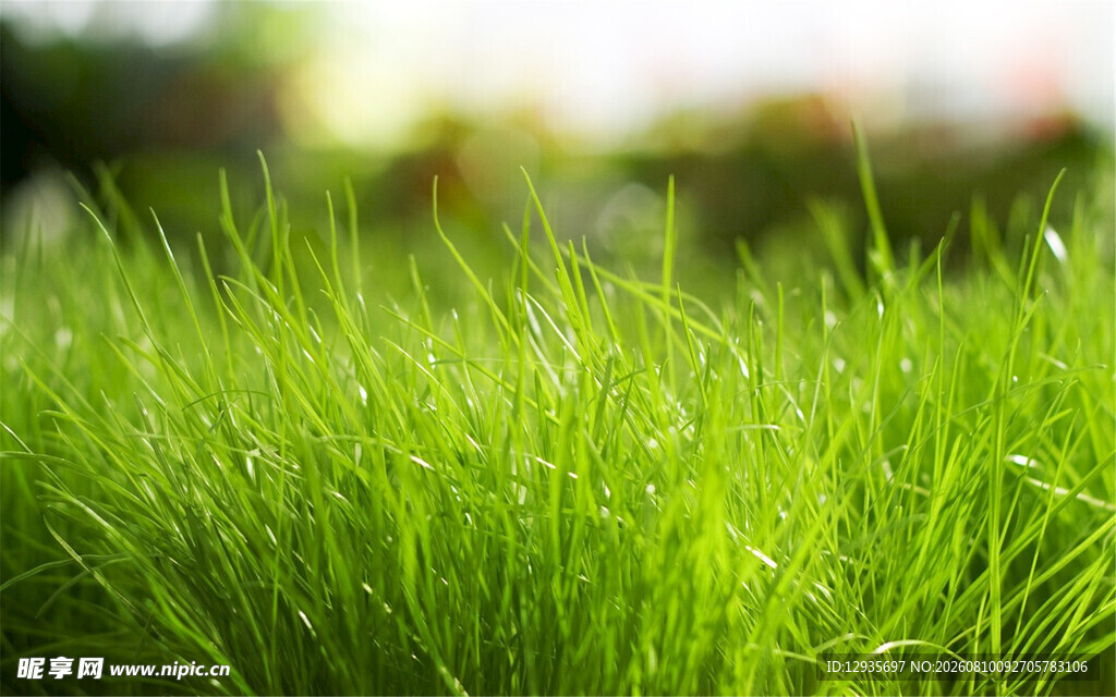 嫩绿青草