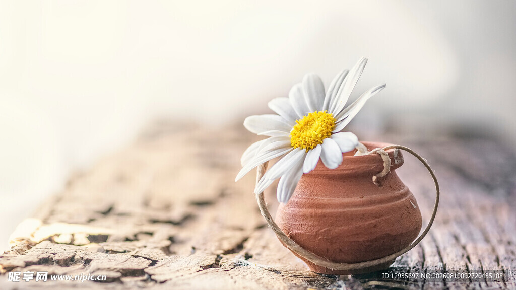 清新小雏菊