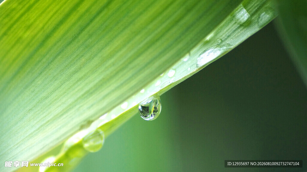 叶尖上的晶莹水珠