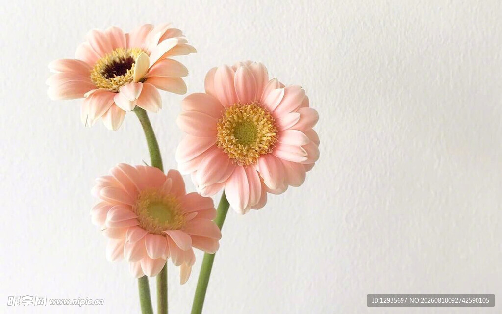 粉色非洲菊花朵特写