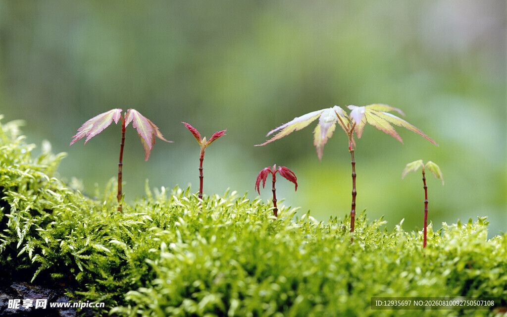 苔藓上的鸡爪槭幼苗