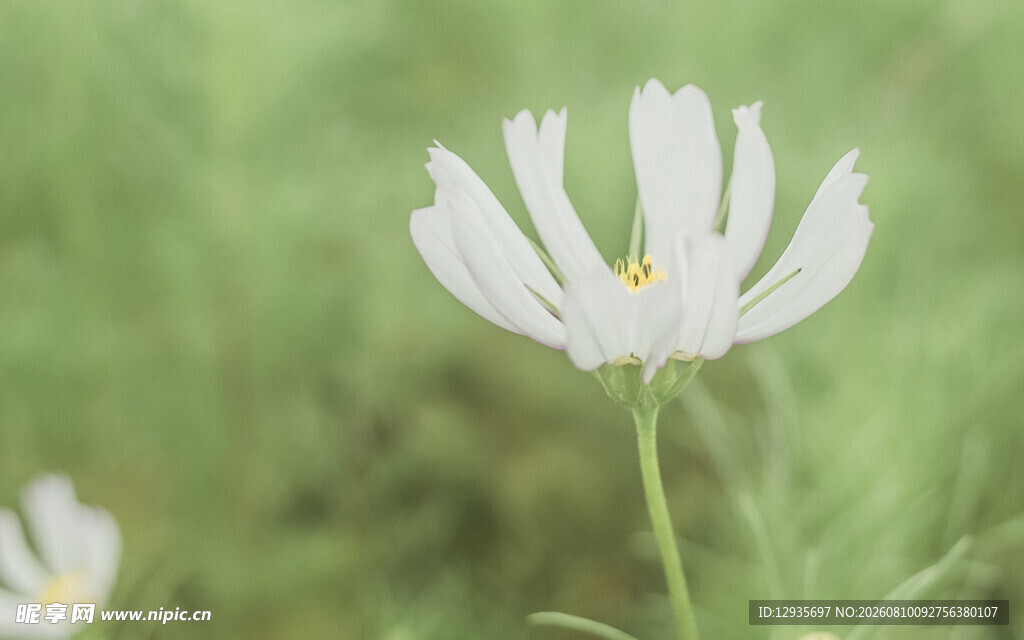 白色格桑花