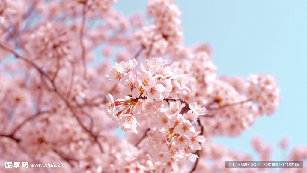 樱花
