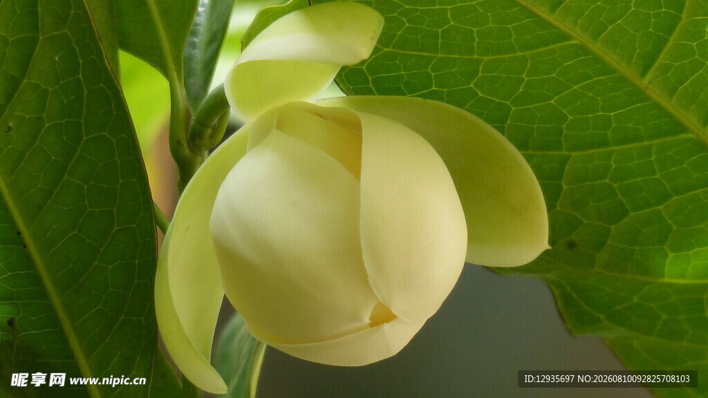 白色玉兰花