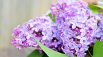 紫丁香花簇