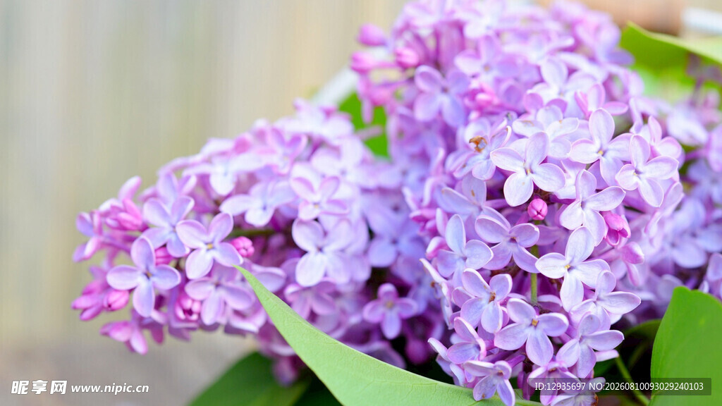 紫丁香花簇