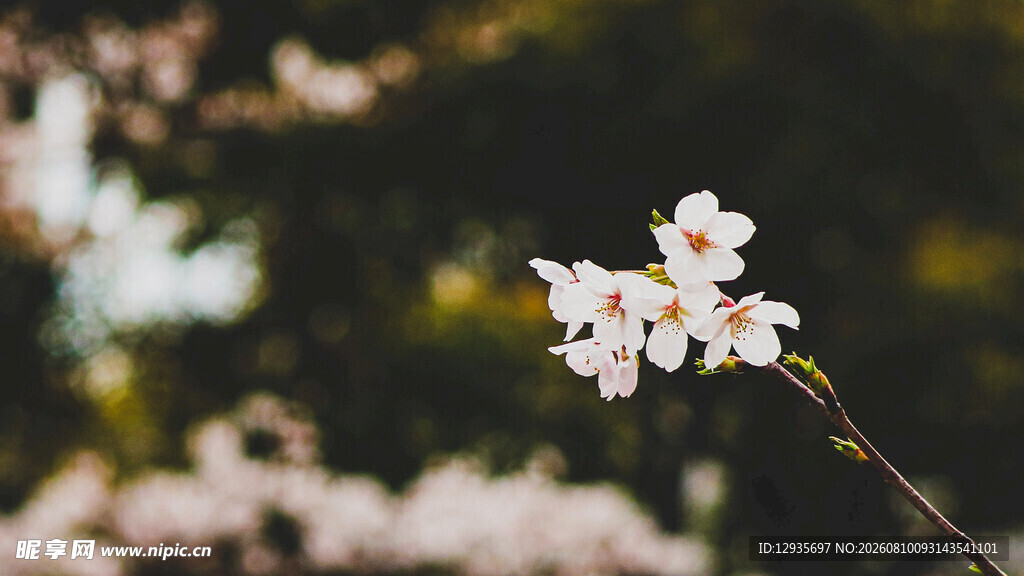 枝头樱花