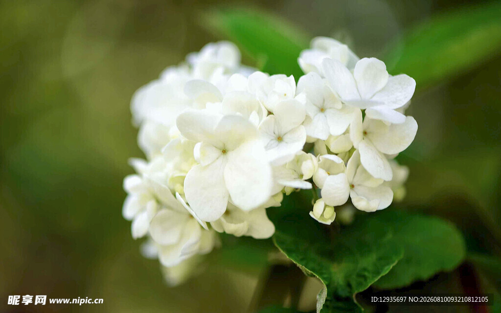 白色绣球花特写