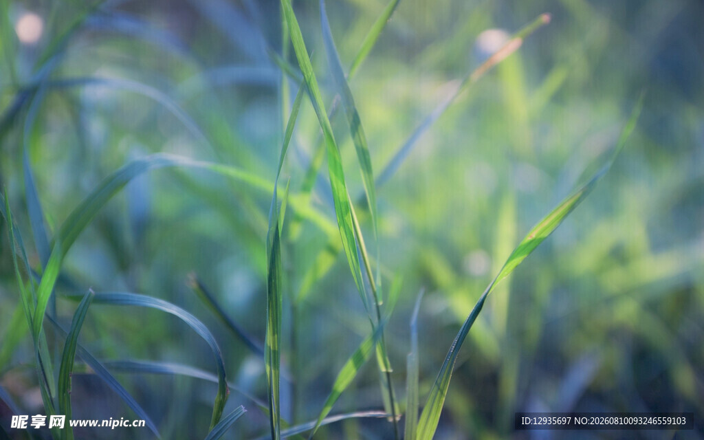 翠绿草丛中的清新景致