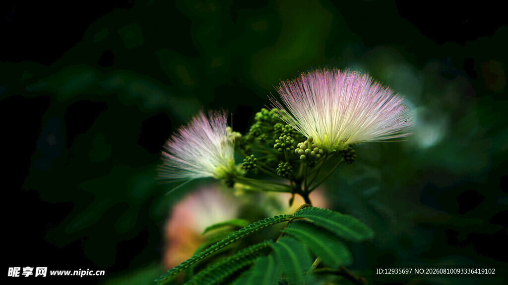 梦幻粉白绒球花