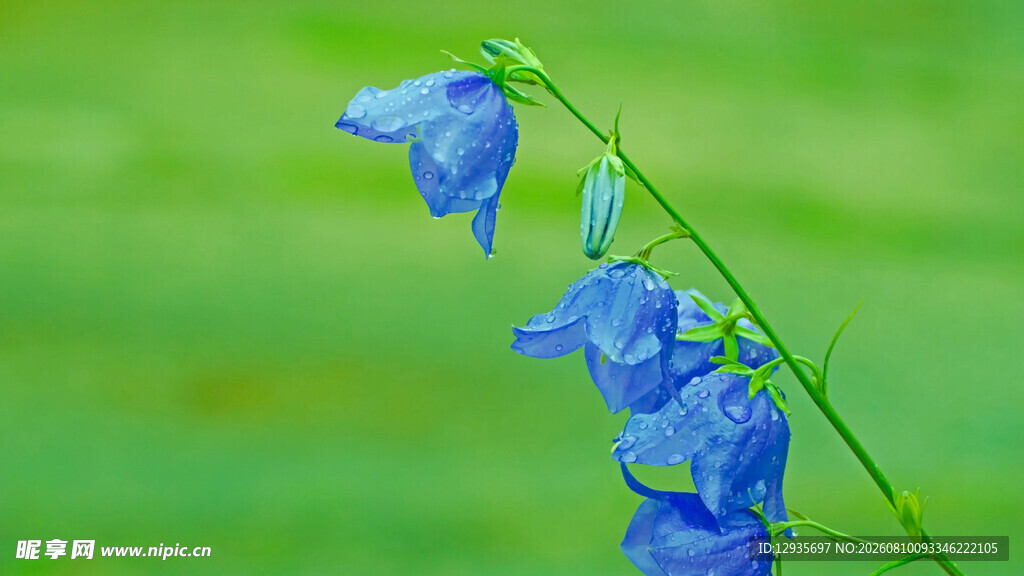 蓝色风铃花特写