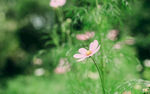 波斯菊