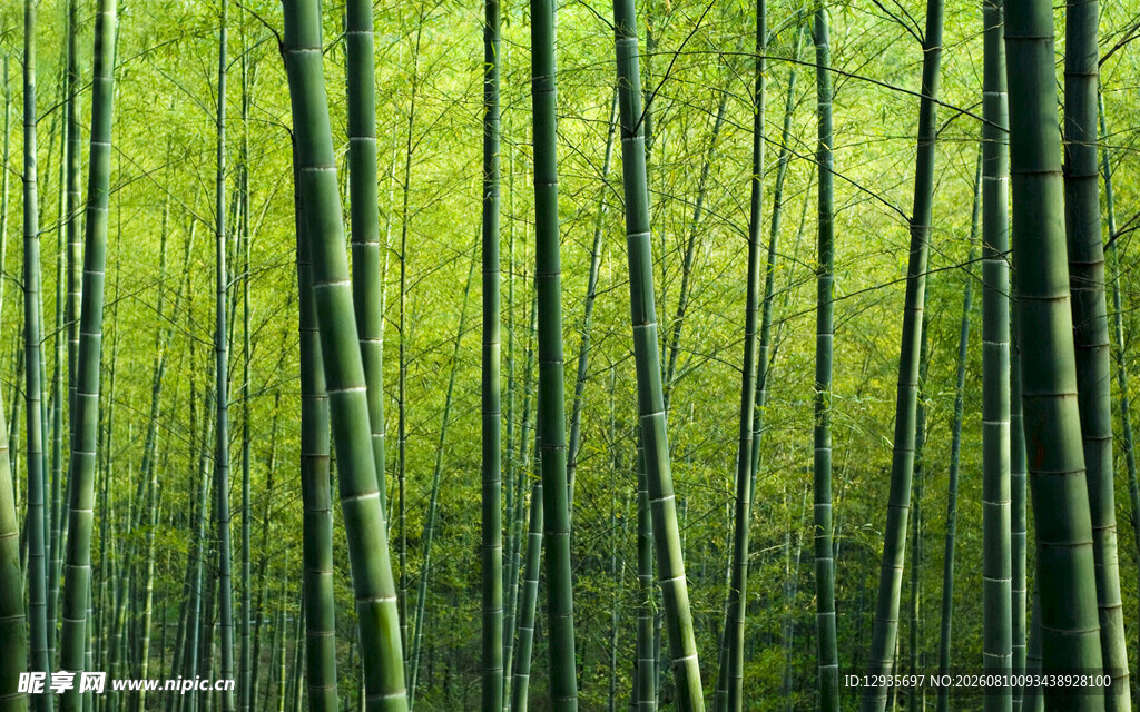 翠绿竹林
