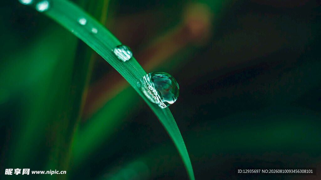 绿叶上晶莹的剔透水珠