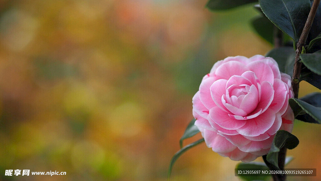 娇艳粉色山茶花特写