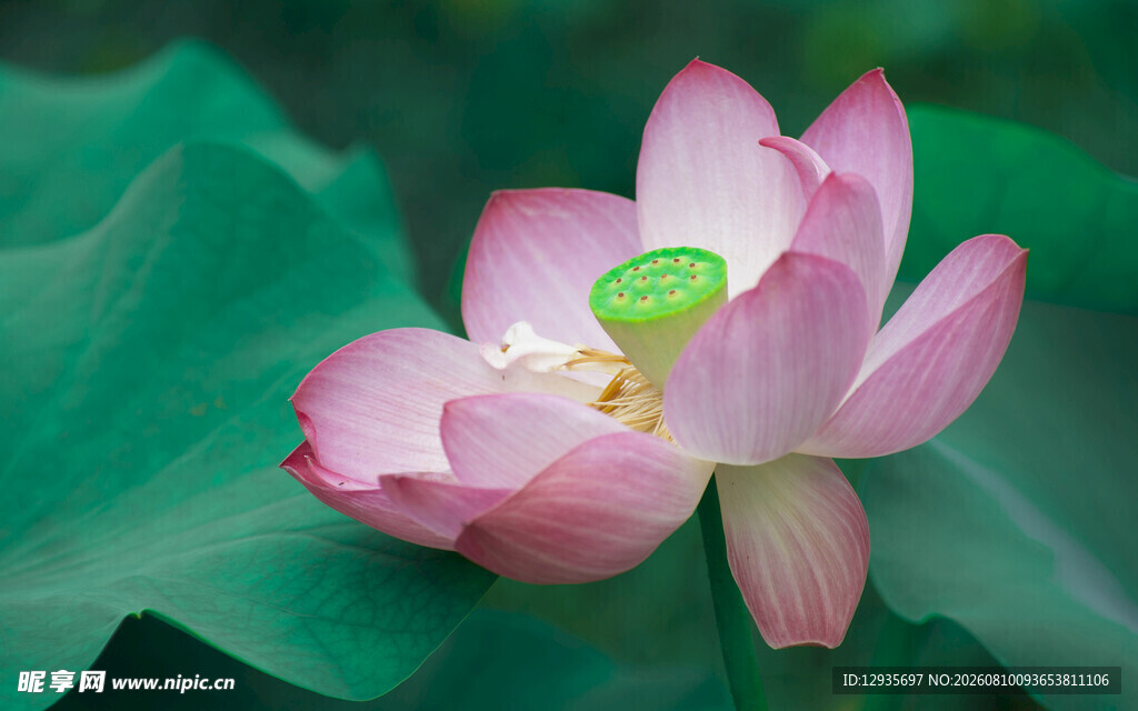 荷花