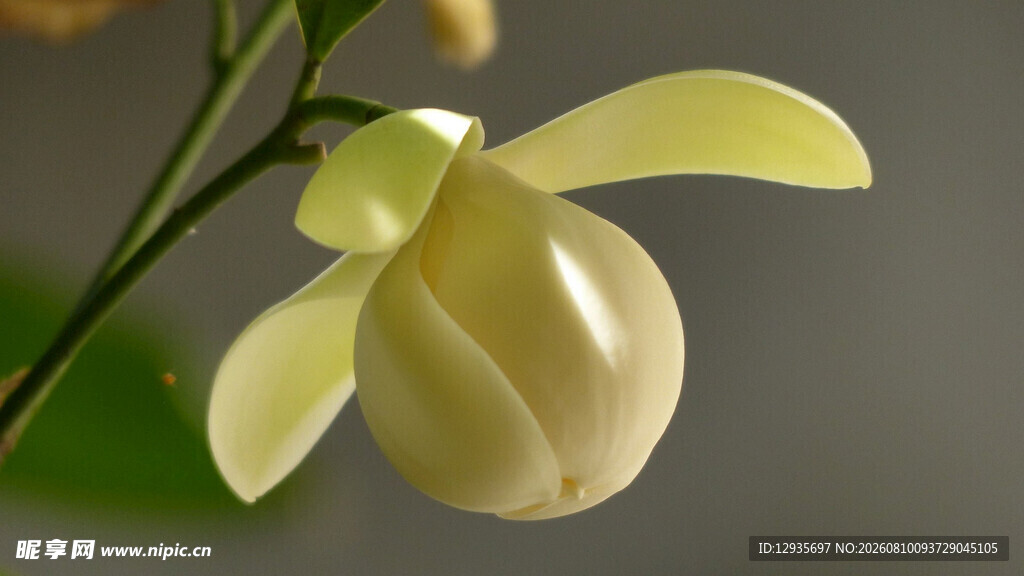 素雅玉兰花特写