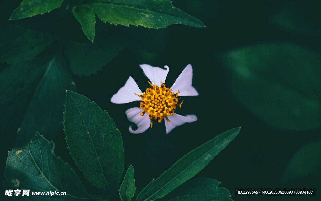 白花鬼针草