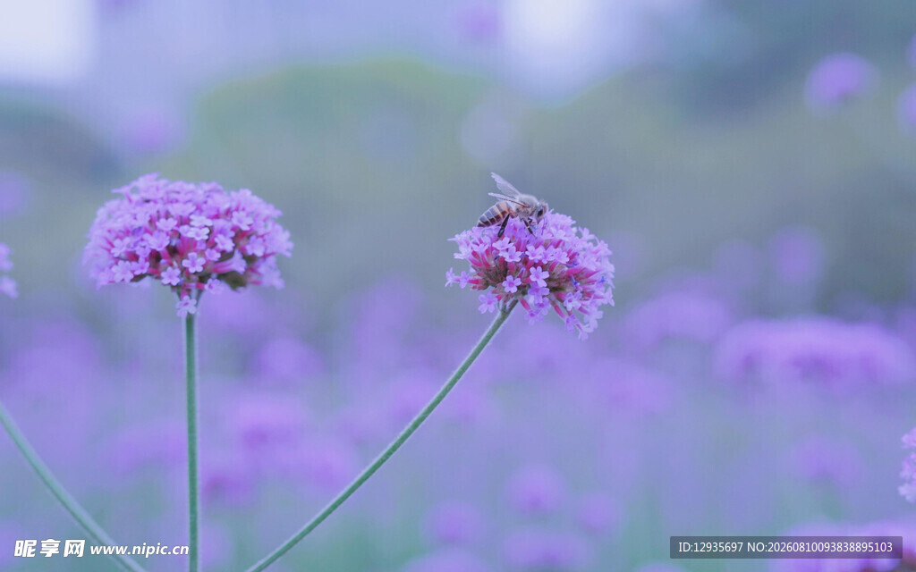 紫色马鞭草花特写