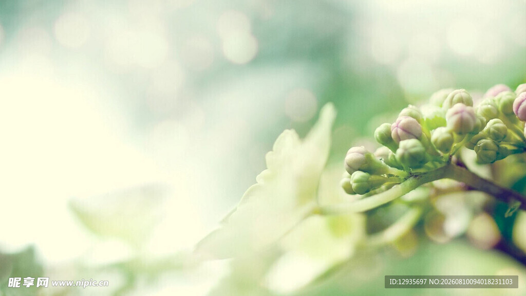 清新绿植特写