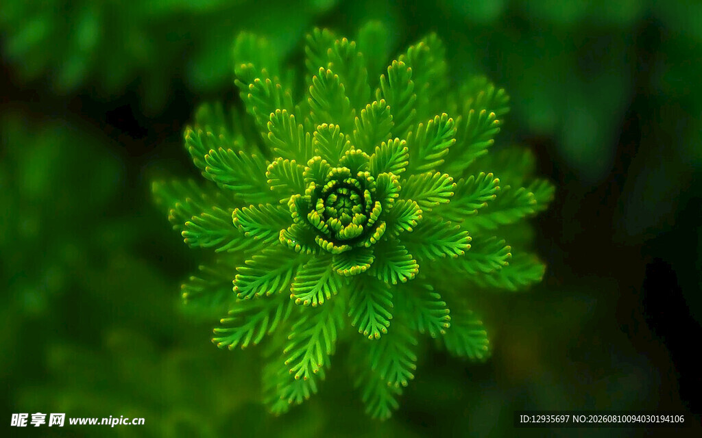 多肉植物花朵