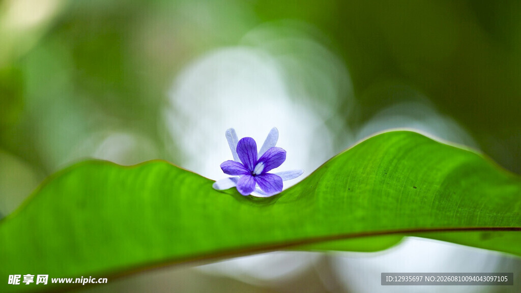兰玲花