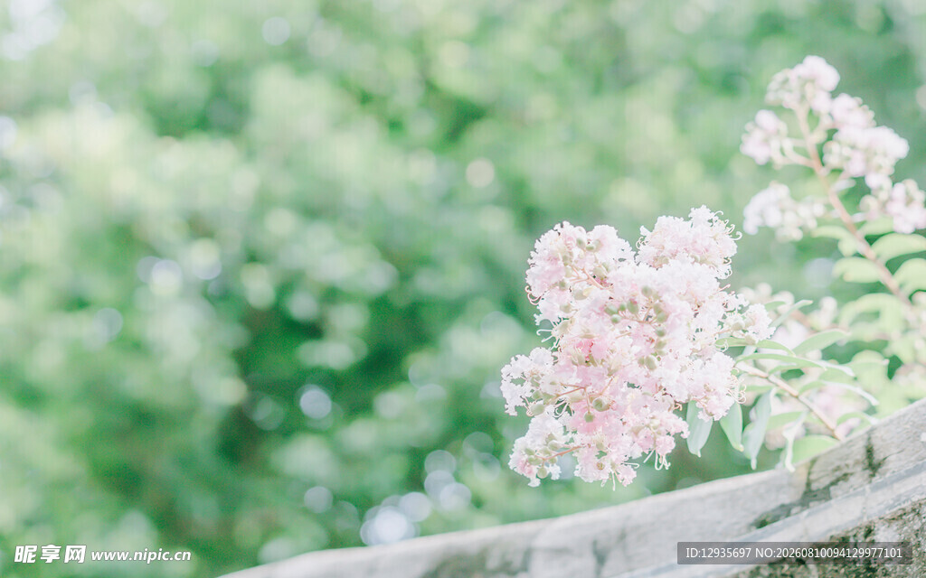 淡粉银薇花簇