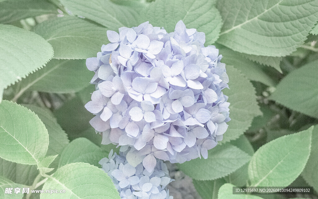 淡紫色绣球花