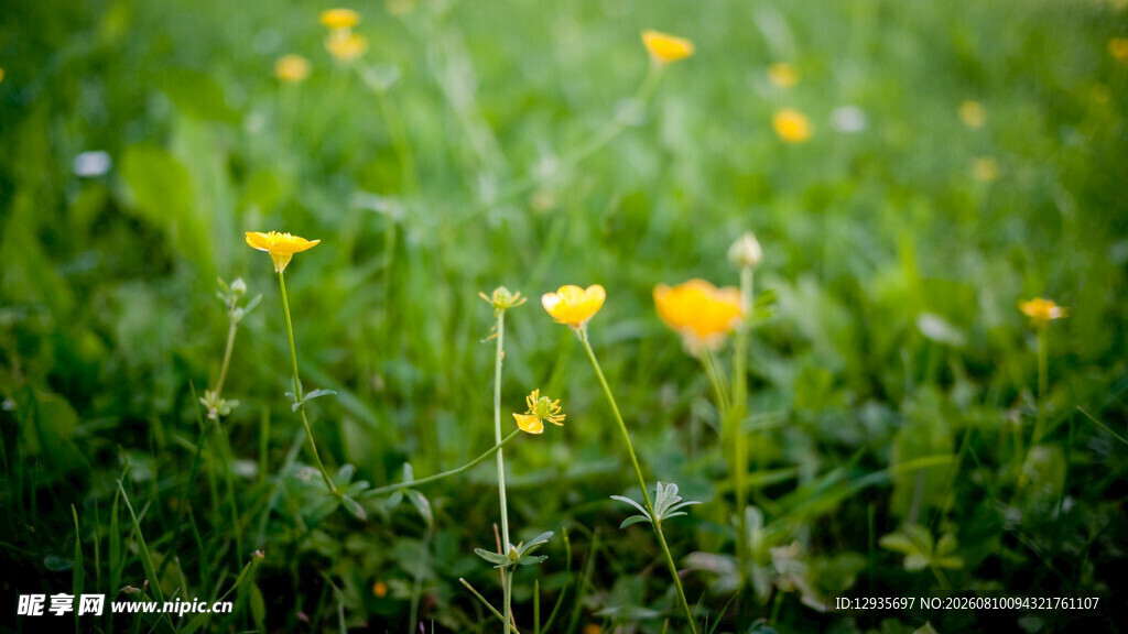 小黄花