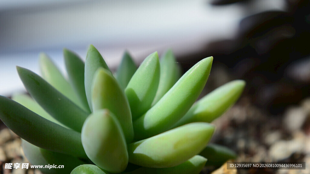 翠绿多肉植物特写