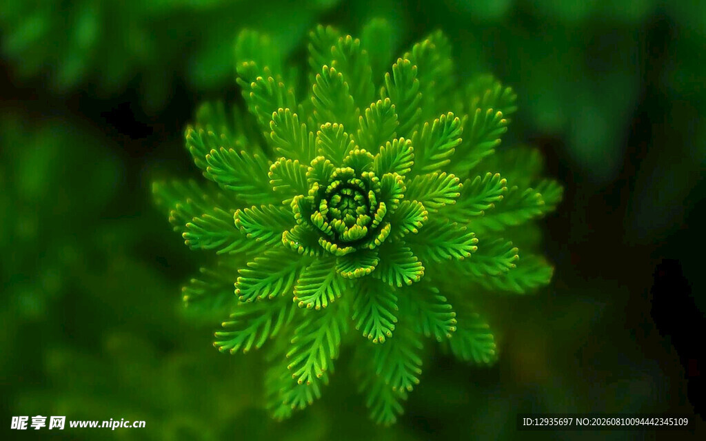 翠绿多肉植物特写