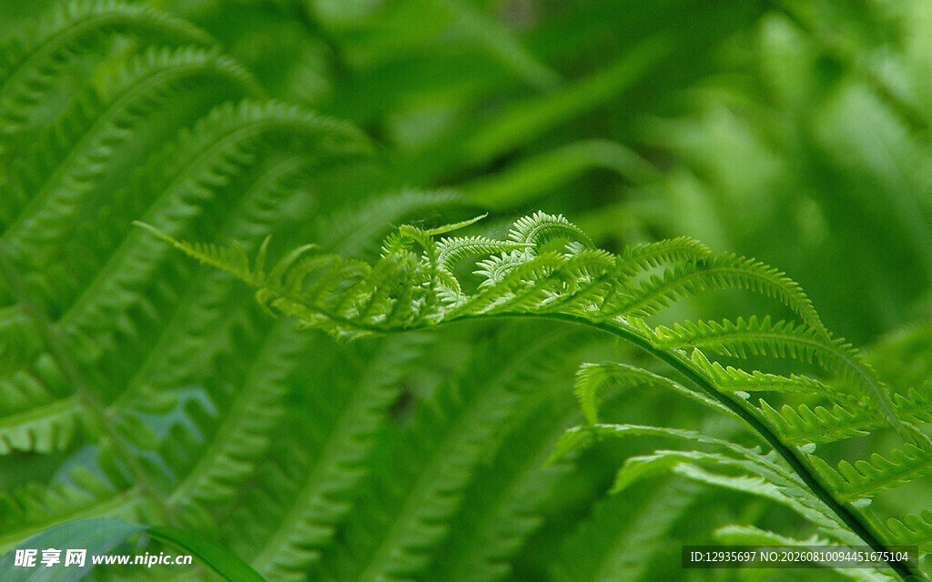 翠绿蕨类植物特写