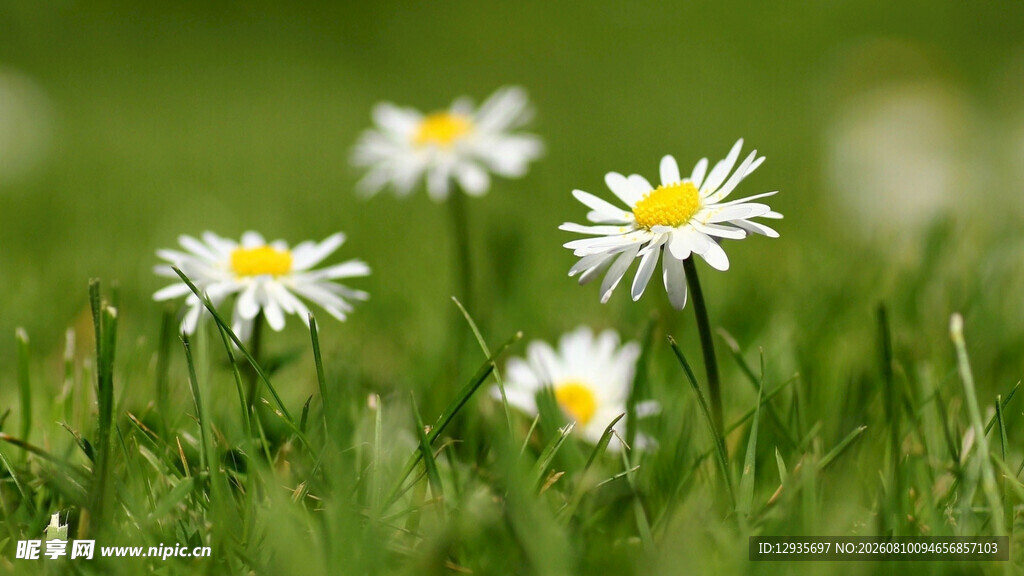 草地上的清新小白菊